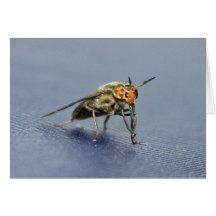 Colourful Fly