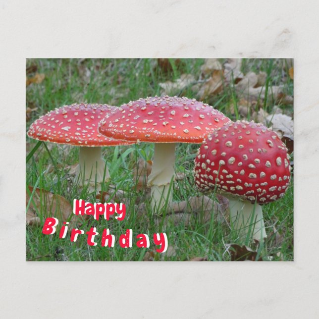 Colourful Fly Amanitas Happy Birthday Postcard (Front)