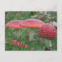 Colourful Fly Amanitas HELLO Postcard