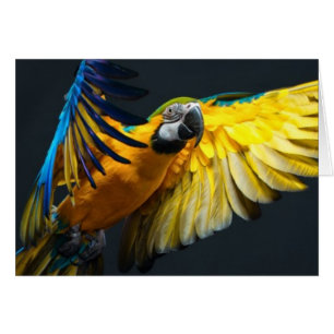 Colourful flying Ara on a dark background