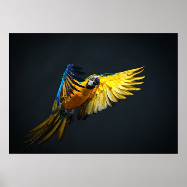 Colourful flying Ara on a dark background Poster (Front)