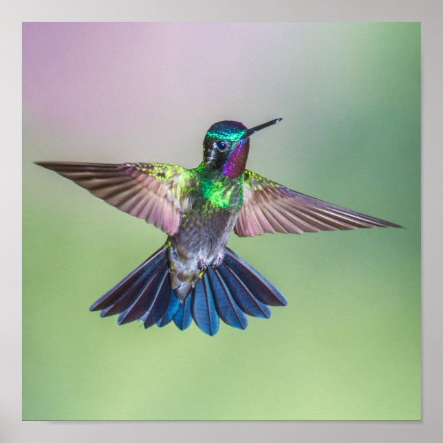 Colourful Flying Hummingbird Poster (Front)