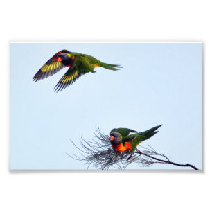 Colourful flying Lorikeet parrots Australia Photo Print