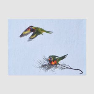 Colourful flying Lorikeet parrots Australia Tissue Paper
