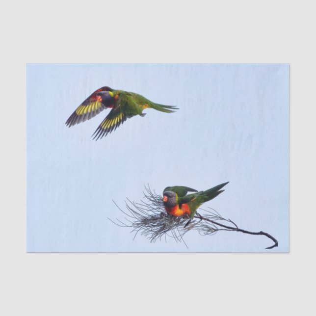 Colourful flying Lorikeet parrots Australia Tissue Paper (Front)
