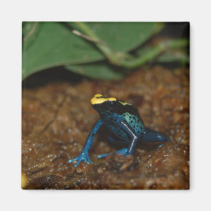 Colourful Frog Magnet