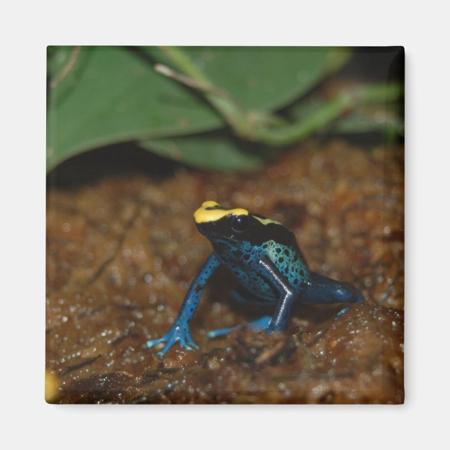 Colourful Frog Magnet (Front)