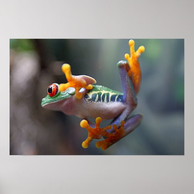 Colourful Frog Poster (Front)