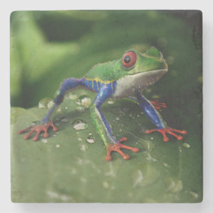 Colourful Frog Stone Coaster