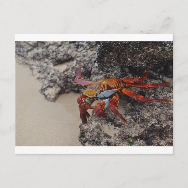 Colourful Galapagos crab post card (Front)