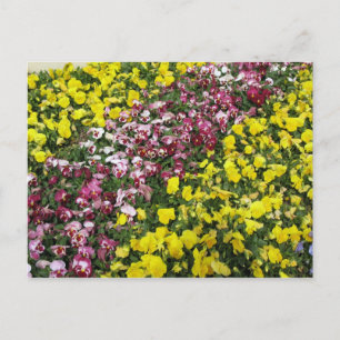 Colourful Garden Postcard