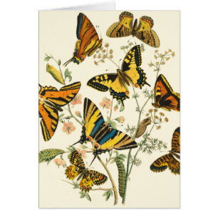 Colourful Gathering of Butterflies and