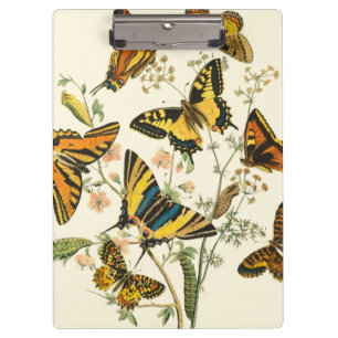 Colourful Gathering of Butterflies and Clipboard