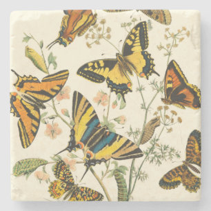 Colourful Gathering of Butterflies and Stone Coaster