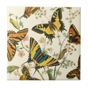 Colourful Gathering of Butterflies and Tile