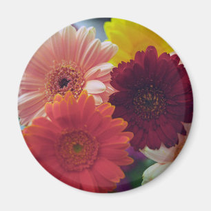Colourful Gerbera Daisy Flower Refrigerator Magnet