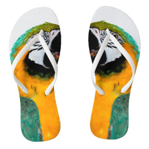 colourful gold teal macaw parrot bird portrait jandals