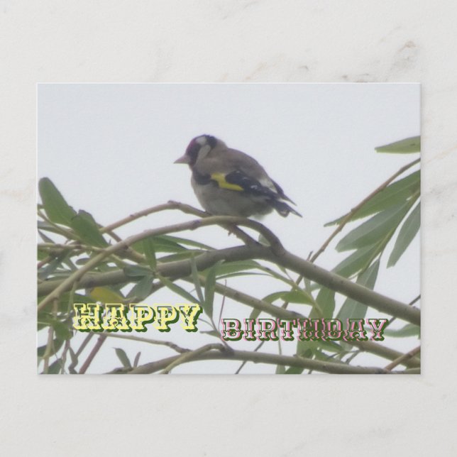 Colourful Goldfinch Happy Birthday Postcard (Front)