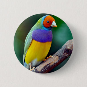 Colourful gouldian finch 6 cm round badge