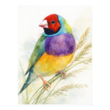 Colourful Gouldian Finch Bird Perched