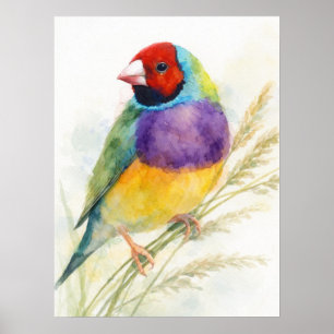 Colourful Gouldian Finch Bird Perched Poster