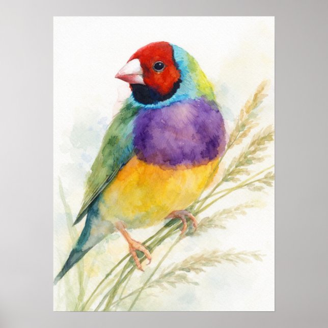Colourful Gouldian Finch Bird Poster (Front)