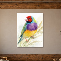 Colourful Gouldian Finch Bird