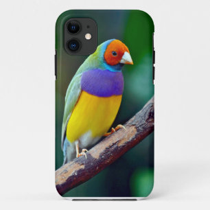 Colourful gouldian finch Case-Mate iPhone case