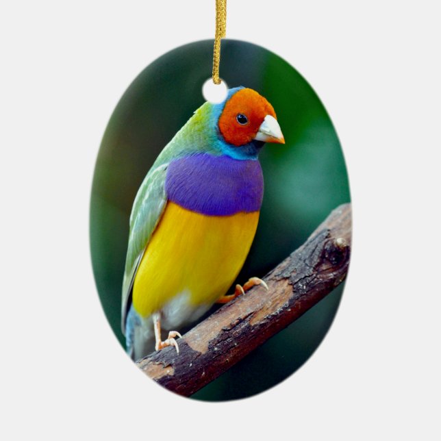 Colourful gouldian finch ceramic tree decoration (Front)