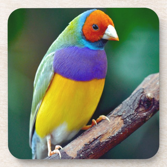 Colourful gouldian finch coaster (Front)