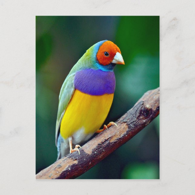 Colourful gouldian finch postcard (Front)