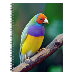 Colourful gouldian finch spiral notebook