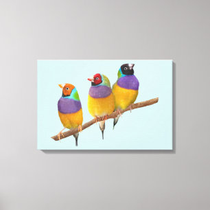 Colourful Gouldian Finches in Pastels Canvas Print