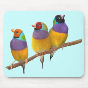Colourful Gouldian Finches in Pastels Mouse Pad