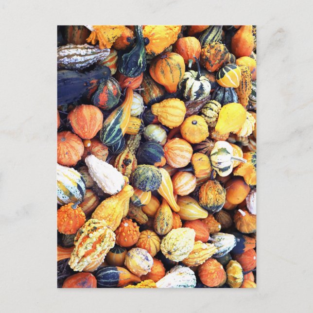 Colourful Gourds C  Postcard (Front)