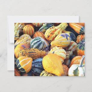 Colourful Gourds Close Up  Postcard