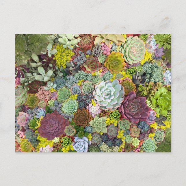 Colourful Greenery Succulents Postcard (Front)