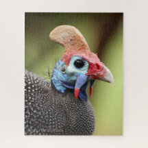 Colourful Guinea-Fowl Portrait
