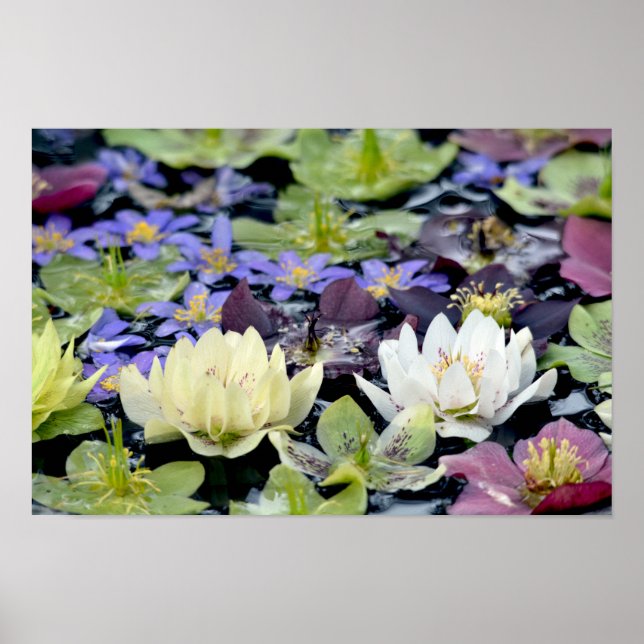 Colourful hellebores flowers poster (Front)