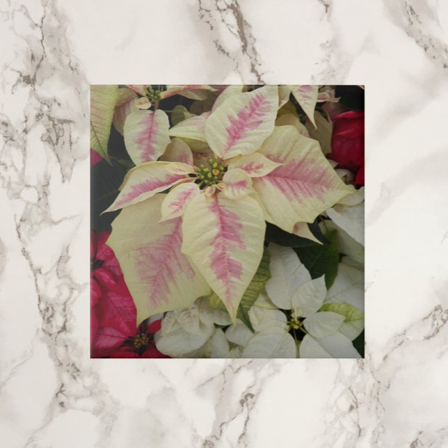 Colourful Holiday Poinsettias Floral Tile (In Situ)