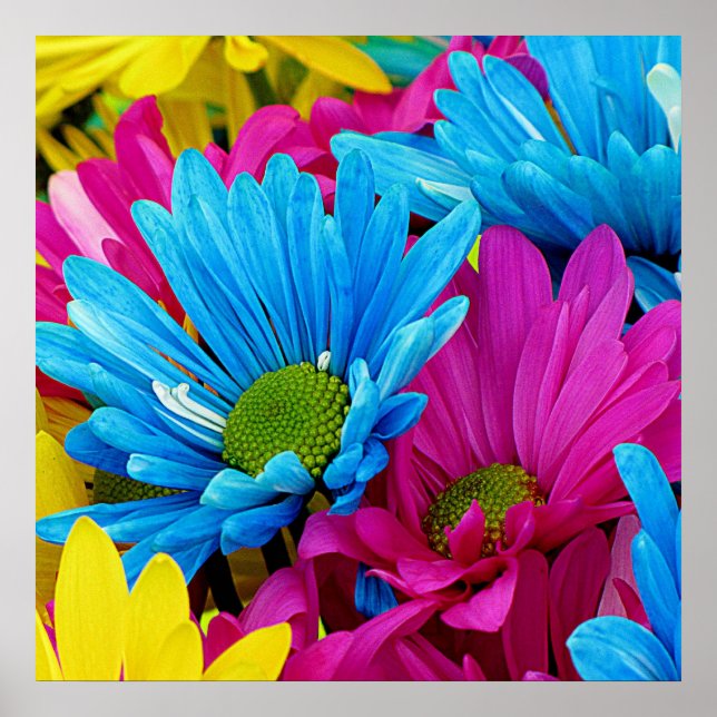 Colourful Hot Pink Teal Blue Gerber Daisies Flower Poster (Front)