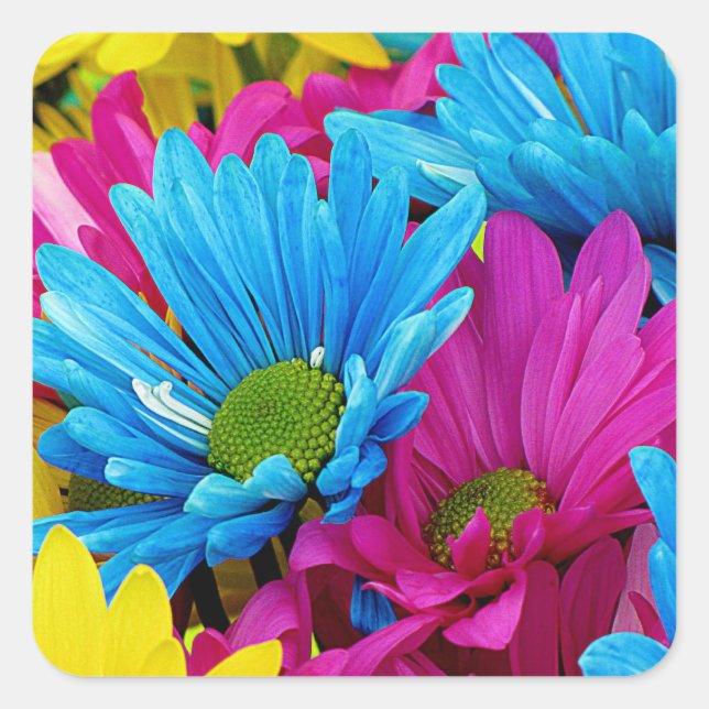Colourful Hot Pink Teal Blue Gerber Daisies Flower Square Sticker (Front)