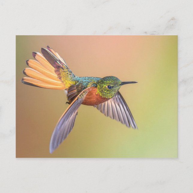 Colourful Hummingbird Flying Postcard (Front)