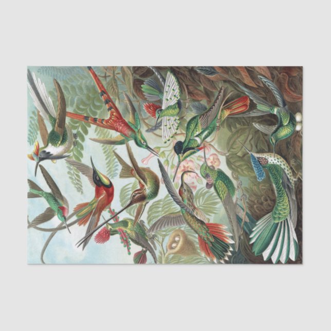 Colourful Hummingbirds by Ernst Haeckel Poster Tissue Paper (Front)