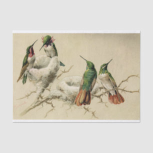 Colourful Hummingbirds with Nest, Hector Giacomell Tissue Paper