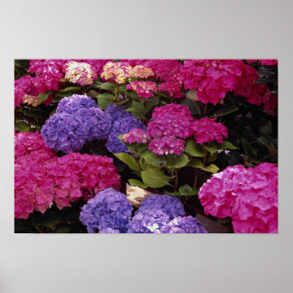 Colourful Hydrangea Poster