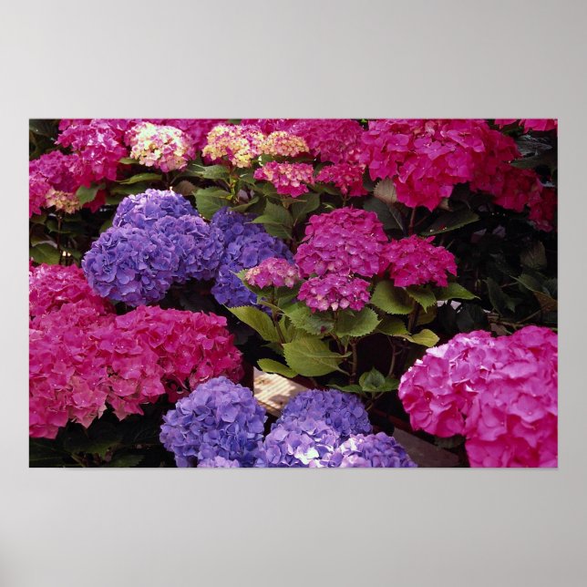 Colourful Hydrangea Poster (Front)