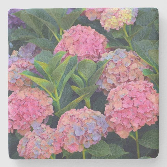 Colourful Hydrangea Stone Coaster (Front)