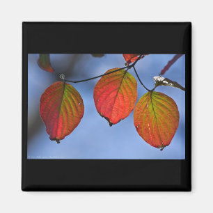 Colourful Illuminated Autumn Leaves Trio Magnet
