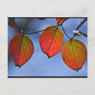 Colourful Illuminated Autumn Leaves Trio Postcard